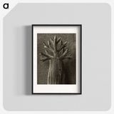 1-98_Karl-Blossfeldt_blk