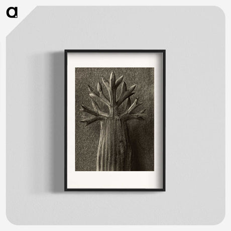 1-98_Karl-Blossfeldt_blk