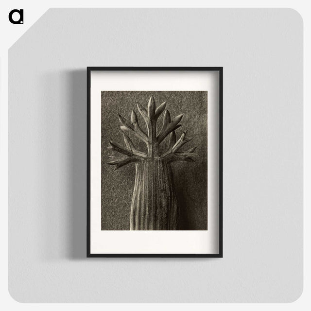 1-98_Karl-Blossfeldt_blk