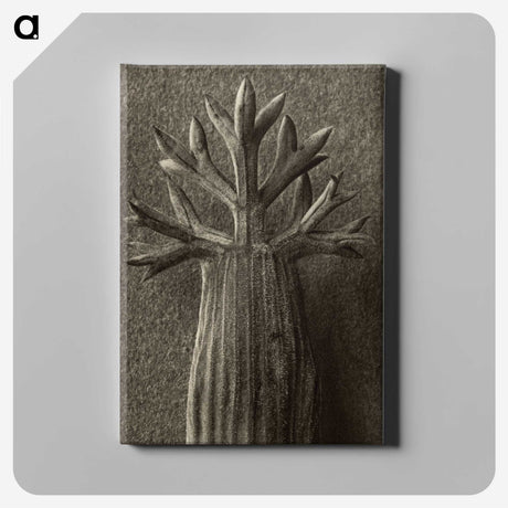 1-98_Karl-Blossfeldt_canvas
