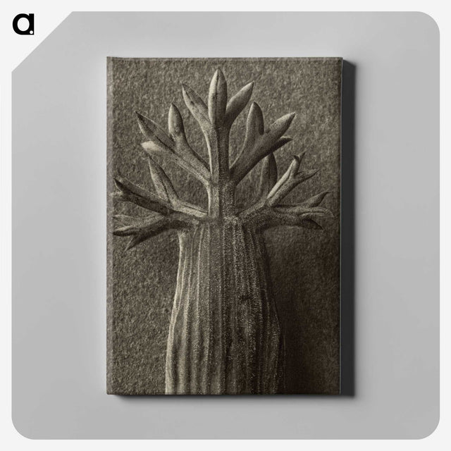 1-98_Karl-Blossfeldt_canvas