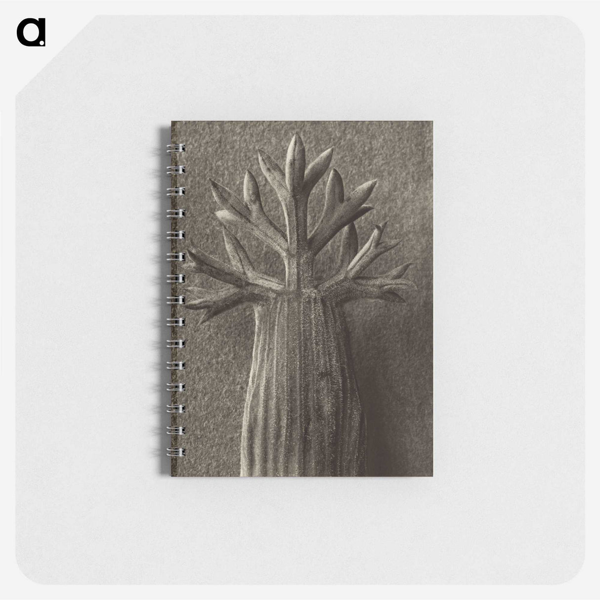 1-98_Karl-Blossfeldt_memo