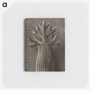 1-98_Karl-Blossfeldt_memo