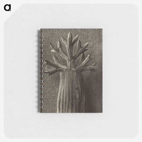 1-98_Karl-Blossfeldt_memo