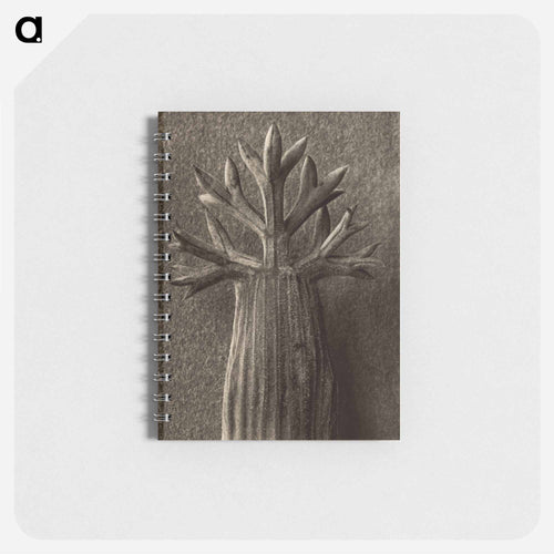 Seseli gummiferum - Karl Blossfeldt Memo.