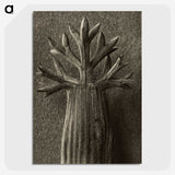 1-98_Karl-Blossfeldt_picture-crop