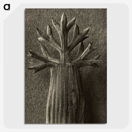 1-98_Karl-Blossfeldt_picture-crop