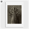 1-98_Karl-Blossfeldt_picture