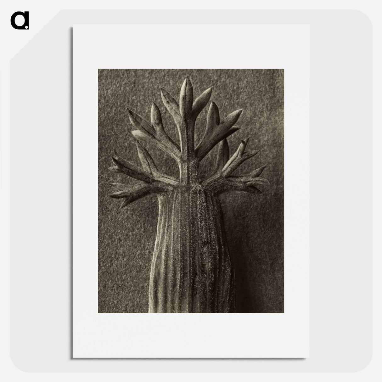 1-98_Karl-Blossfeldt_picture