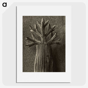 1-98_Karl-Blossfeldt_picture