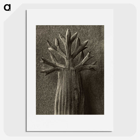 1-98_Karl-Blossfeldt_picture