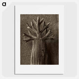 Seseli gummiferum - Karl Blossfeldt Poster.