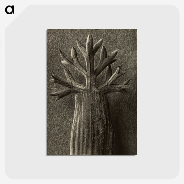 1-98_Karl-Blossfeldt_postcard