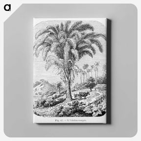 1-98_Les-Palmiers-Histoire-Iconographique_canvas