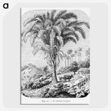 1-98_Les-Palmiers-Histoire-Iconographique_picture-crop