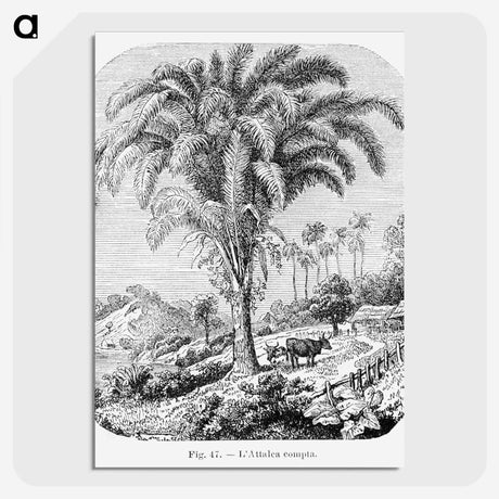 1-98_Les-Palmiers-Histoire-Iconographique_picture-crop