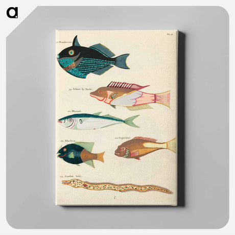 アートパネル-Moluccan Fishes
 - ルイ ルナール Canvas.