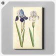 1-98_Maria-Sibylla-Merian_canvas