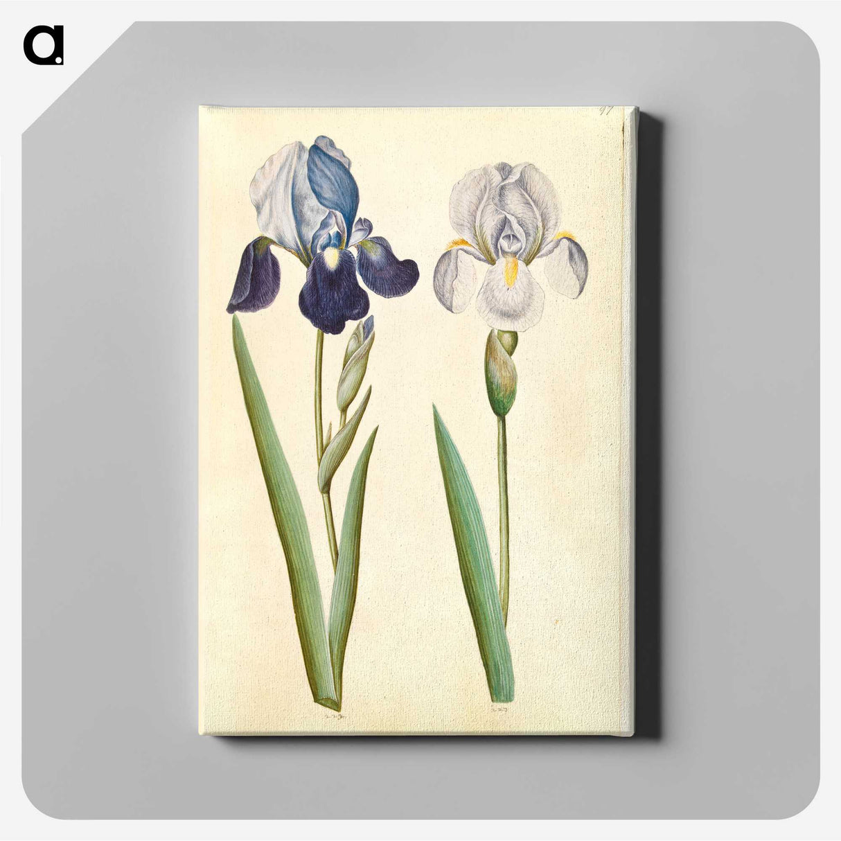 1-98_Maria-Sibylla-Merian_canvas