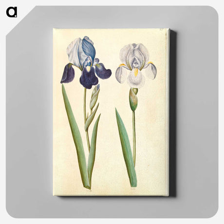 1-98_Maria-Sibylla-Merian_canvas