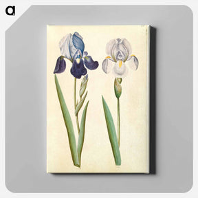 アートパネル-Garden Iris
 - マリア ジビーラ メーリアン Canvas.