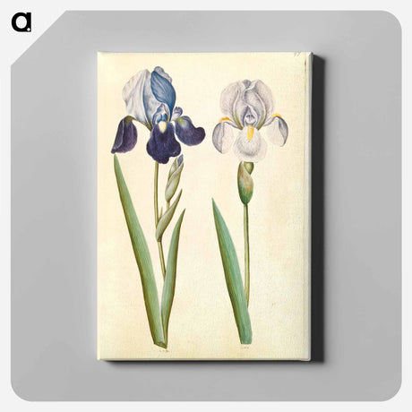 アートパネル-Garden Iris
 - マリア ジビーラ メーリアン Canvas.