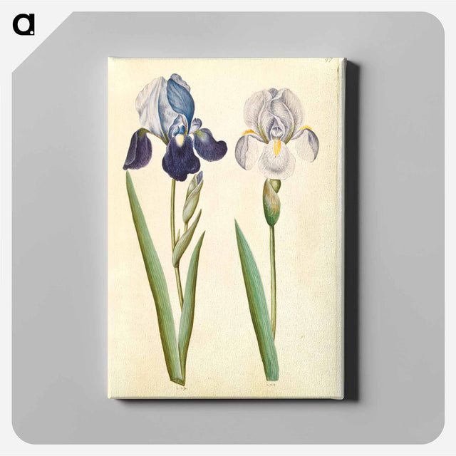 アートパネル-Garden Iris
 - マリア ジビーラ メーリアン Canvas.