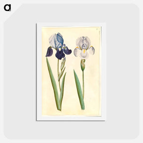 アートポストカード-Garden Iris
 - マリア ジビーラ メーリアン Postcard.