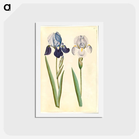 アートポストカード-Garden Iris
 - マリア ジビーラ メーリアン Postcard.