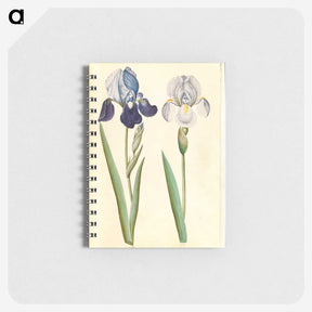 1-98_Maria-Sibylla-Merian_memo