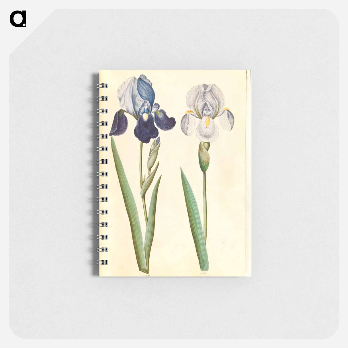 アートメモ帳-Garden Iris
 - マリア ジビーラ メーリアン Memo.
