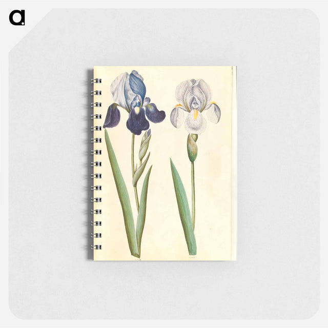アートメモ帳-Garden Iris
 - マリア ジビーラ メーリアン Memo.