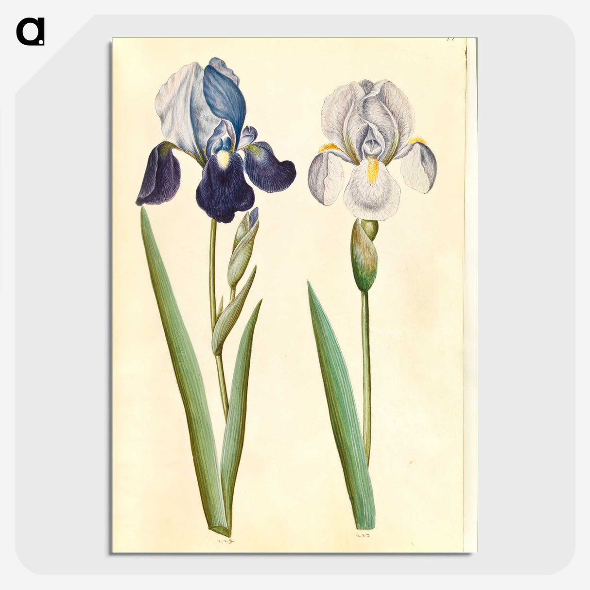 1-98_Maria-Sibylla-Merian_picture-crop