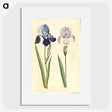 1-98_Maria-Sibylla-Merian_picture