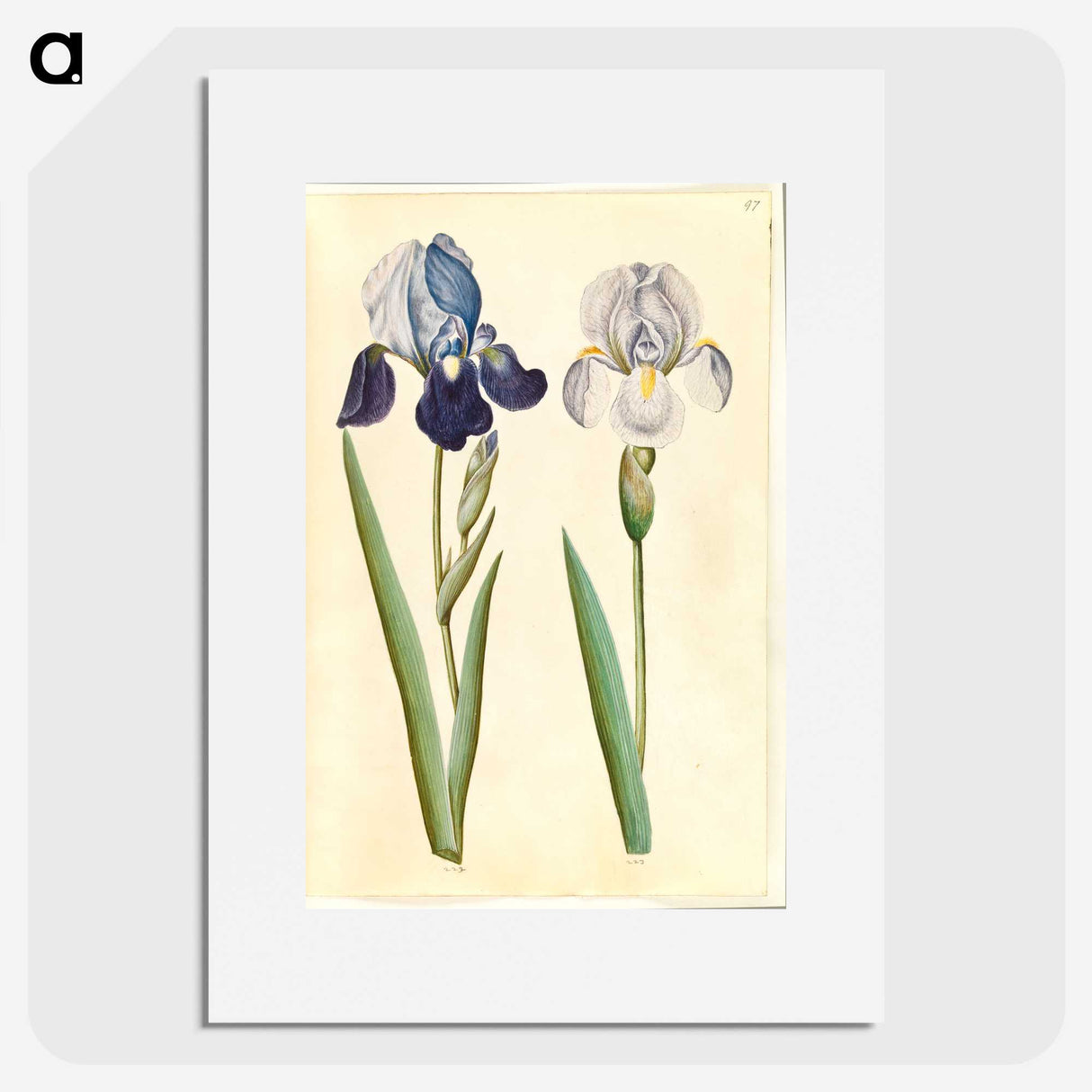 1-98_Maria-Sibylla-Merian_picture