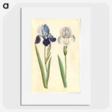 1-98_Maria-Sibylla-Merian_picture