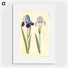 1-98_Maria-Sibylla-Merian_picture