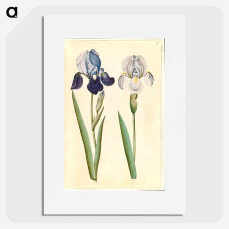 1-98_Maria-Sibylla-Merian_picture