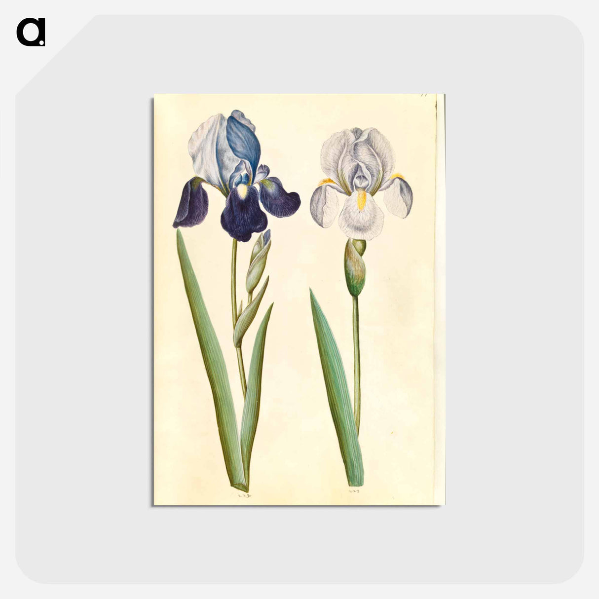 アートポストカード-Garden Iris
 - マリア ジビーラ メーリアン Postcard.