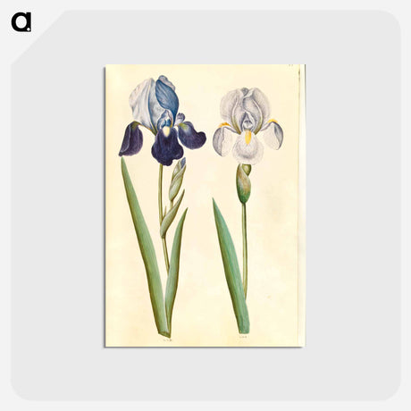 アートポストカード-Garden Iris
 - マリア ジビーラ メーリアン Postcard.