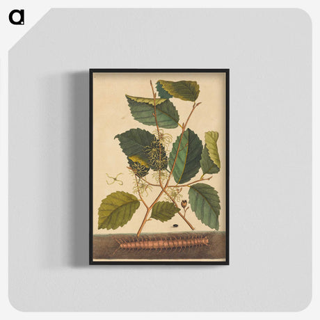 1-98_Mark-Catesby_blk-crop
