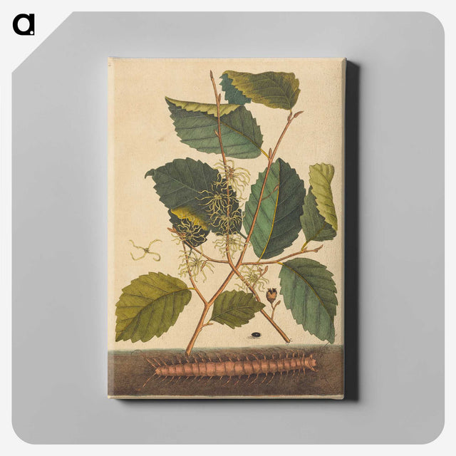 1-98_Mark-Catesby_canvas