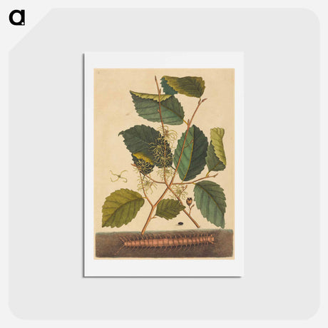 アートポストカード-Centipede
 - マーク ケイツビー Postcard.