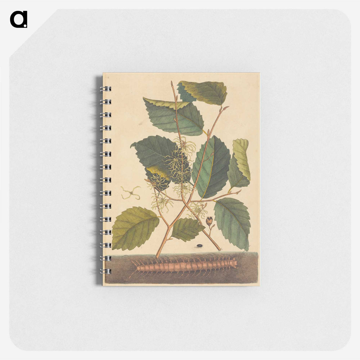 1-98_Mark-Catesby_memo