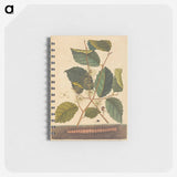 1-98_Mark-Catesby_memo