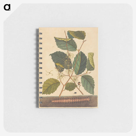 1-98_Mark-Catesby_memo