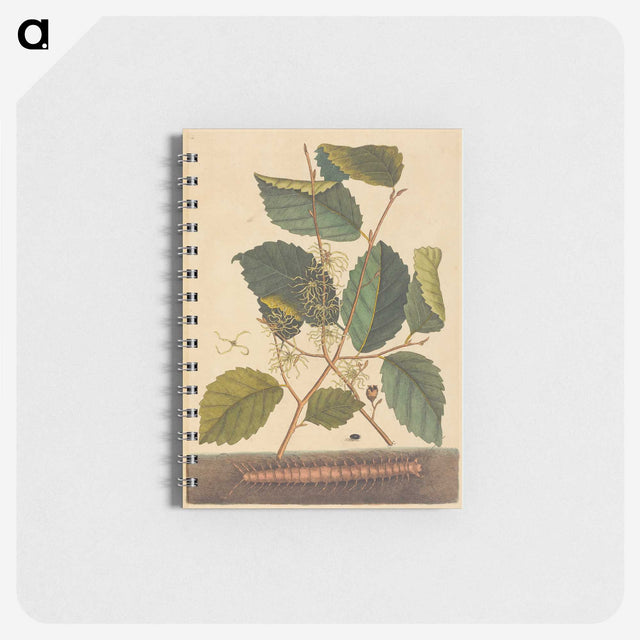 1-98_Mark-Catesby_memo
