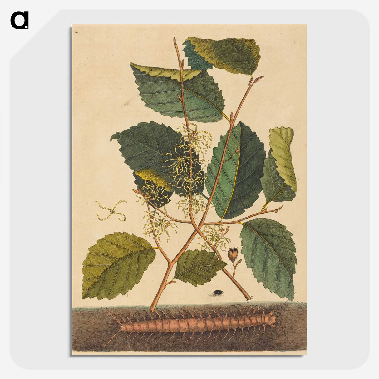 1-98_Mark-Catesby_picture-crop
