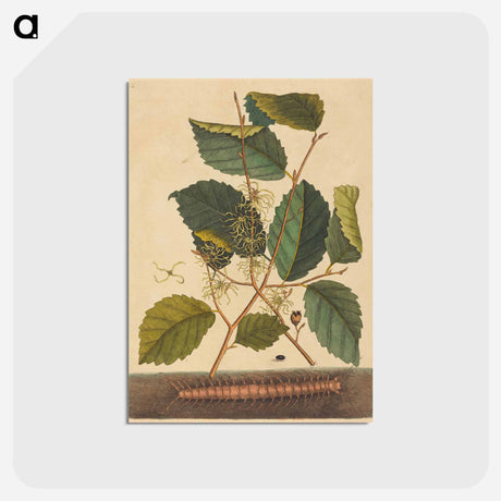 アートポストカード-Centipede
 - マーク ケイツビー Postcard.