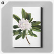 1-98_Mary-Vaux-Walcott_canvas